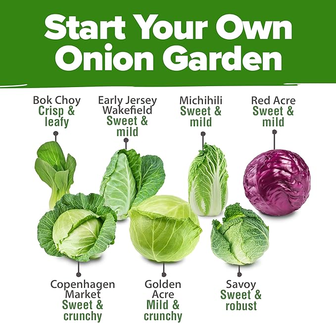 HOME GROWN Cabbage Seeds 7 Variety Mix 2000+ Heirloom Non-GMO, High Germination - Image 2