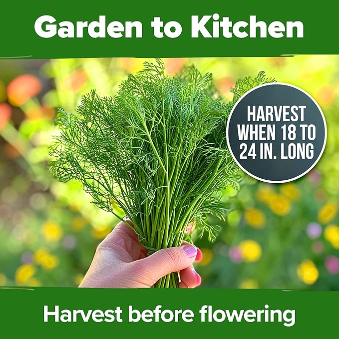 HOME GROWN Non GMO Dill Seeds for Planting 1, 014 Bouquet Dill Seeds and - Image 7