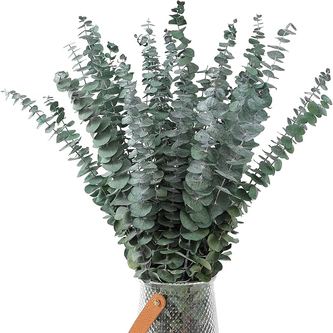 30 Pcs Dried Eucalyptus Stems 17" Real Eucalyptus - Image 2