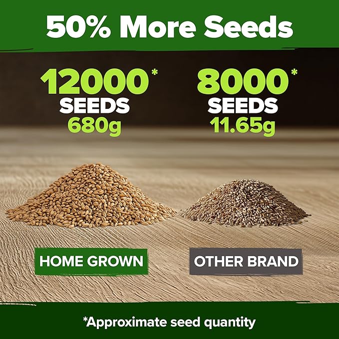 HOME GROWN Hard Red Winter Wheatgrass Seeds 12, 000+ Bulk 1.5 lb Heirloom - Image 3
