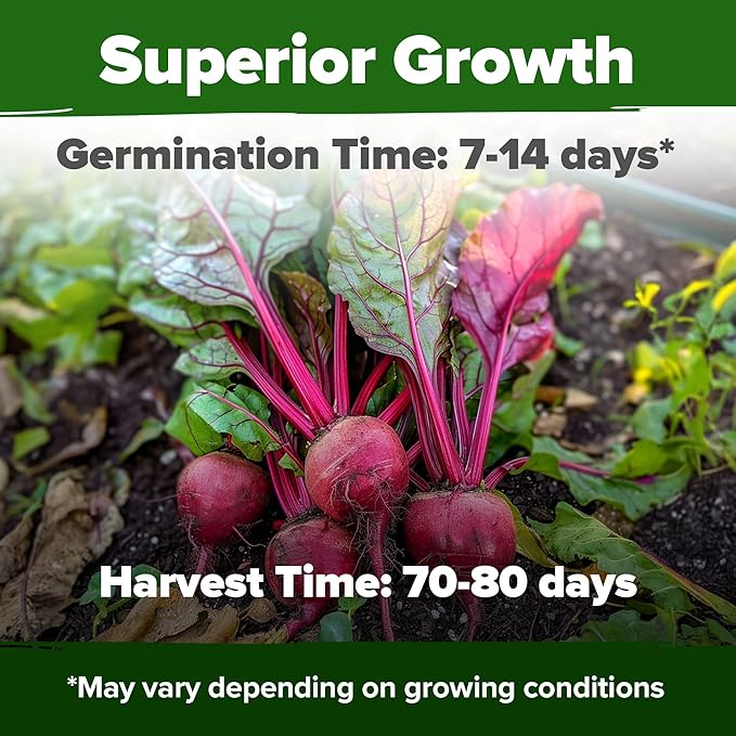 HOME GROWN Detroit Dark Red Beet Seeds 1000+ Heirloom Non-GMO Seeds - Image 2