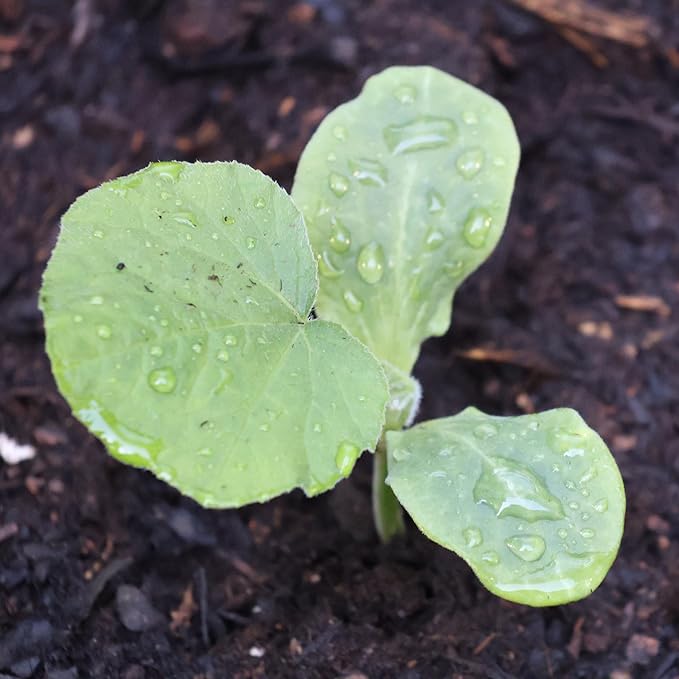Seed Needs Waltham Butternut Squash Seeds - Image 2