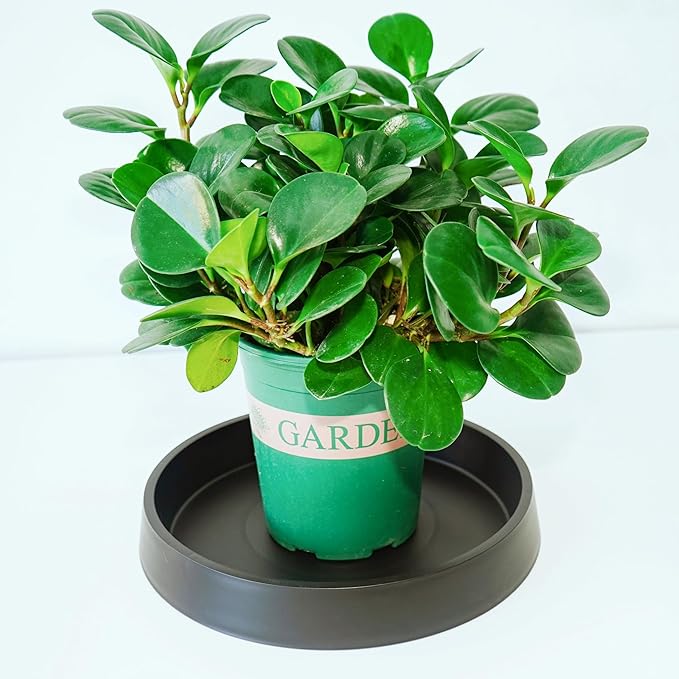 Plant Saucer Tray for Ceramic Plastic Pots, 18 inch Plant Saucers for Indoors - Image 5