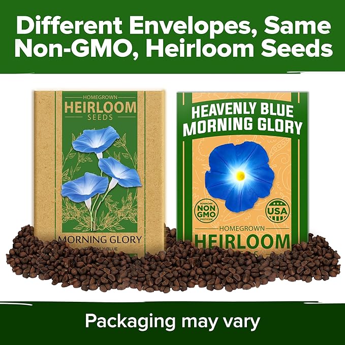HOME GROWN Morning Glory Seeds, Heavenly Blue 300 Heirloom Morning Glories Vine - Image 9