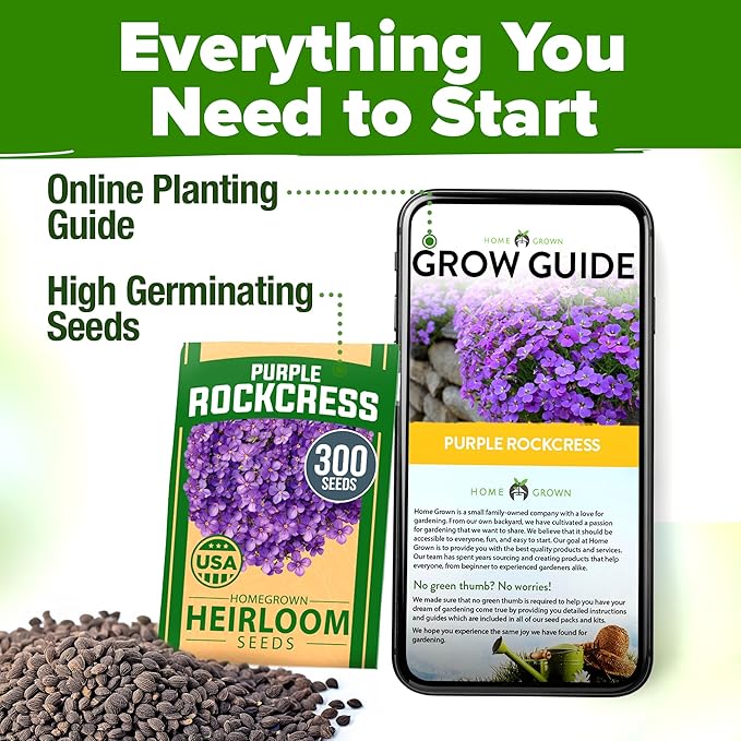 HOME GROWN Aubrieta Rock Cress Purple, Flowering Ground Cover Seed Pack - Image 8