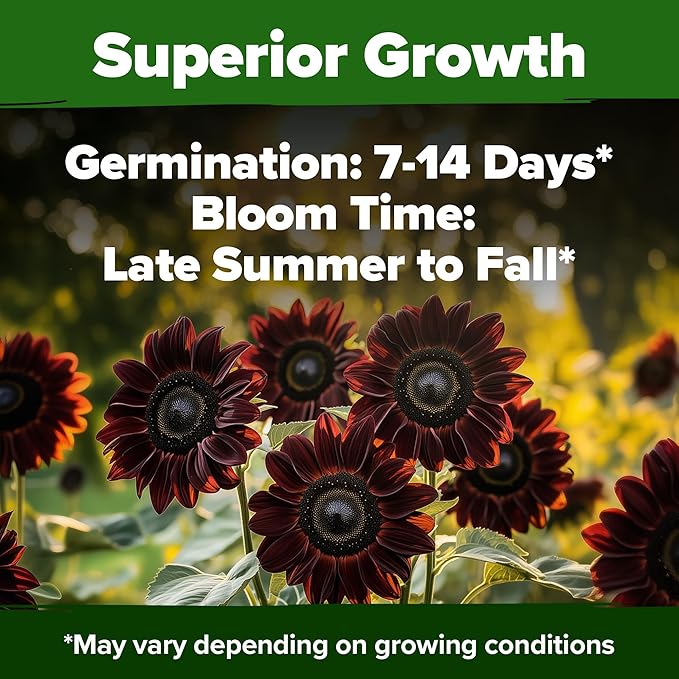 HOME GROWN Chocolate Cherry Sunflower Seeds – 150 Heirloom Non-GMO Seeds – - Image 5