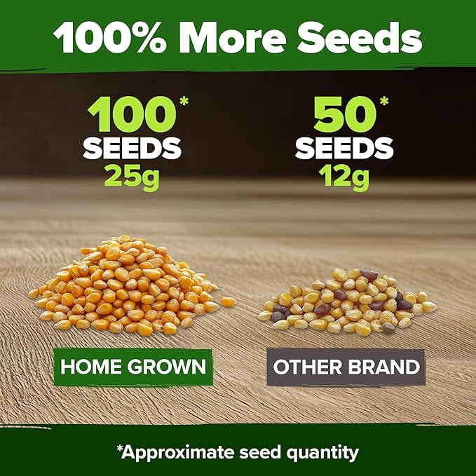 HOME GROWN Golden Bantam Sweet Corn Seeds 100+ Heirloom Non-GMO Seeds - Image 3