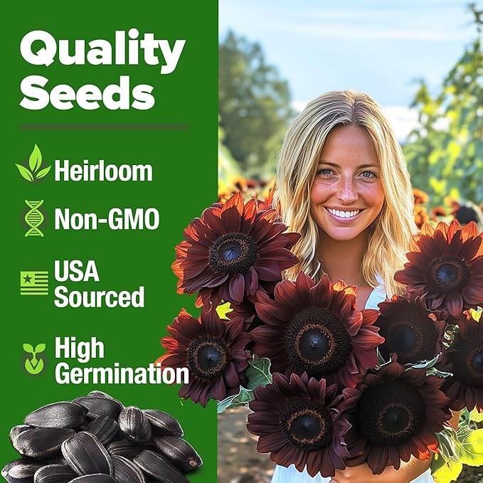 HOME GROWN Chocolate Cherry Sunflower Seeds – 150 Heirloom Non-GMO Seeds – - Image 2