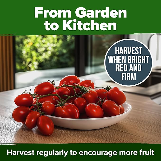 HOME GROWN San Marzano Tomato Seeds 132+ Heirloom Non-GMO Seeds - Image 8