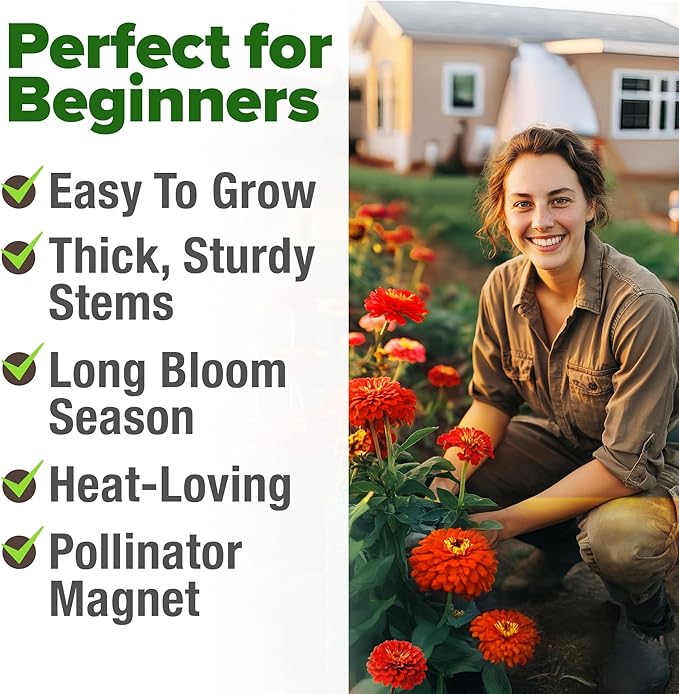 HOME GROWN Will Rogers Zinnia Seeds - Image 5