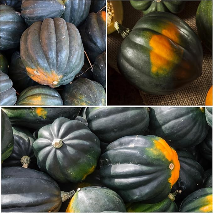 Seed Needs, Table King Acorn Winter Squash Seeds - Image 2