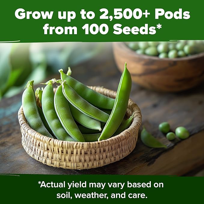 HOME GROWN Organic Cascadia Snap Pea Seeds 100+ Heirloom Non-GMO Seeds - Image 7