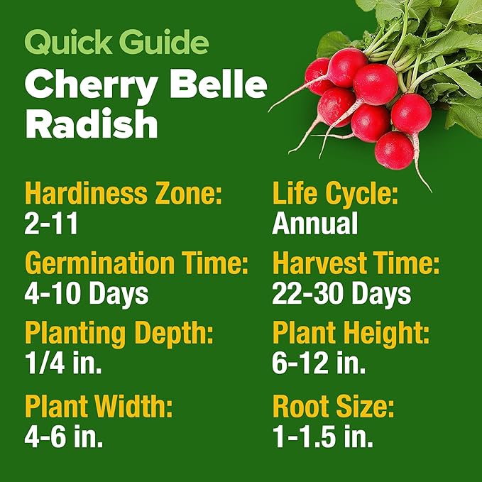 HOME GROWN Cherry Belle Radish Seeds 800+ Heirloom Non-GMO Seeds - Image 5