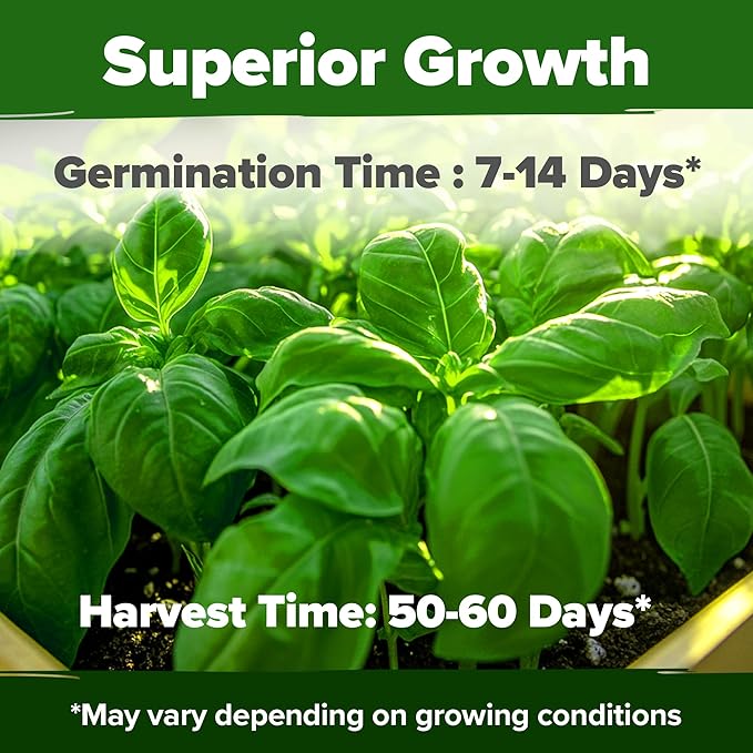 HOME GROWN Non GMO Genovese Basil Seeds Pack 1, 750+ High Germination Heirloom - Image 5