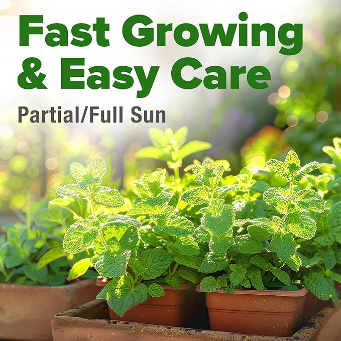 HOME GROWN Premium Common Mint Seeds 3, 600 Heirloom Herb Seeds, USA Sourced | - Image 5