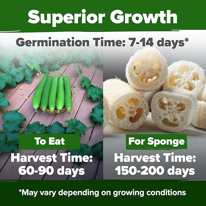HOME GROWN Luffa Seeds 80+ Heirloom Non-GMO Loofah Gourd Seeds - Image 2