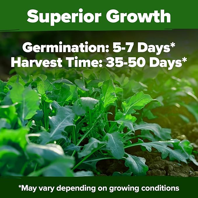HOME GROWN Arugula Roquette Seeds 2, 175+ Heirloom Non-GMO Seeds - Image 6