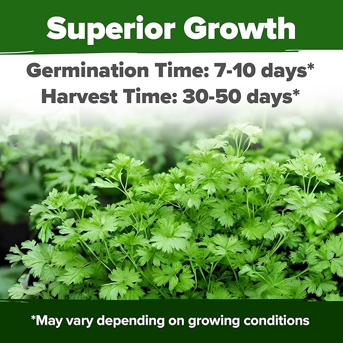 HOME GROWN 1000+ Cilantro Seeds - Image 2