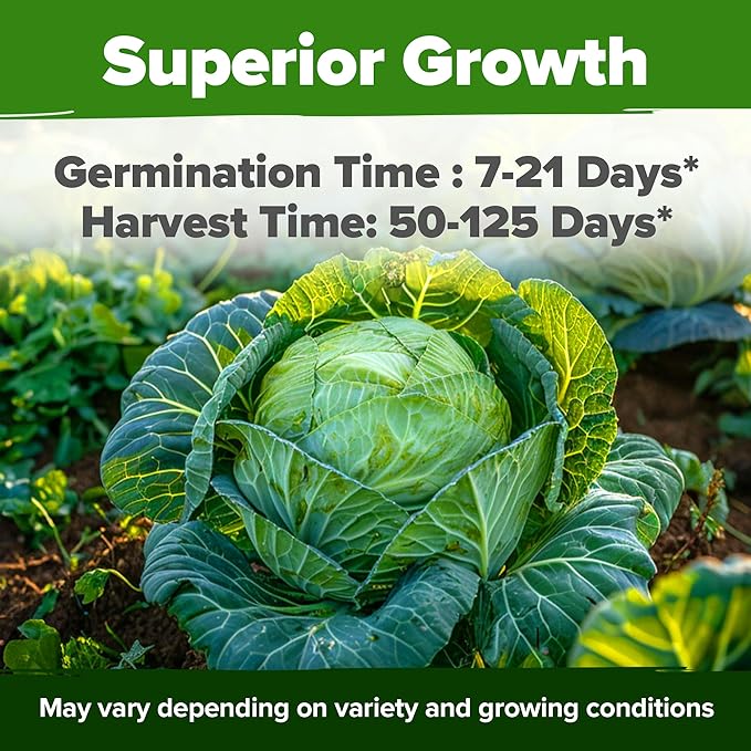 HOME GROWN Cabbage Seeds 7 Variety Mix 2000+ Heirloom Non-GMO, High Germination - Image 4