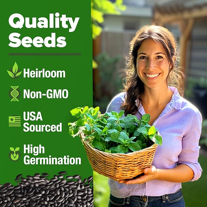 HOME GROWN Peppermint Seeds 2 Pack 4, 740 Heirloom Mint Seeds - Image 2