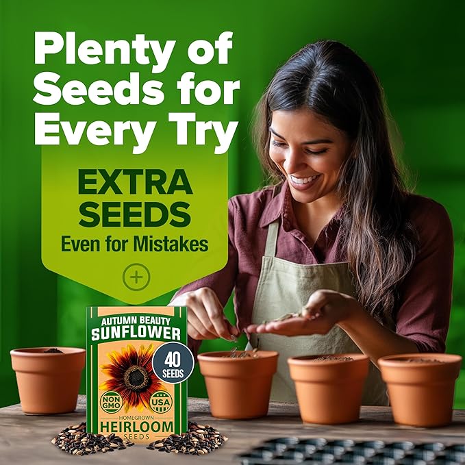 HOME GROWN Autumn Beauty Sunflower Seeds to Plant 40 Heirloom Non-GMO Sunflower - Image 7