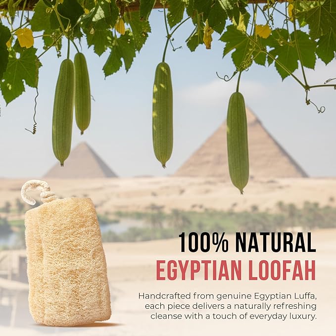 CraftsOfEgypt Natural Loofah Sponge – Egyptian Luffa Body Scrubber Pack of 4 - Image 5