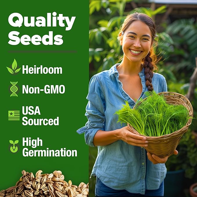 HOME GROWN Non GMO Dill Seeds for Planting 1, 014 Bouquet Dill Seeds and - Image 3