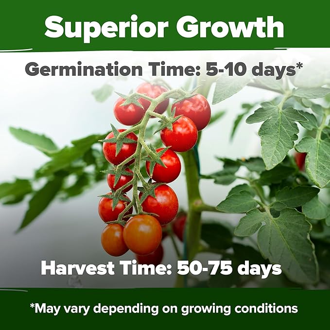 HOME GROWN Large Red Cherry Tomato Seeds 1000+ Heirloom Non-GMO Seeds - Image 2