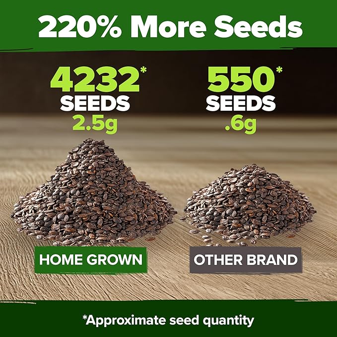 HOME GROWN Catnip Seeds Heirloom Herb 4232 Seeds - Image 3