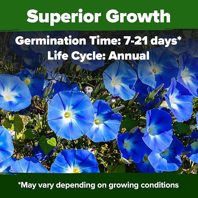 HOME GROWN Morning Glory Seeds, Heavenly Blue 300 Heirloom Morning Glories Vine - Image 2