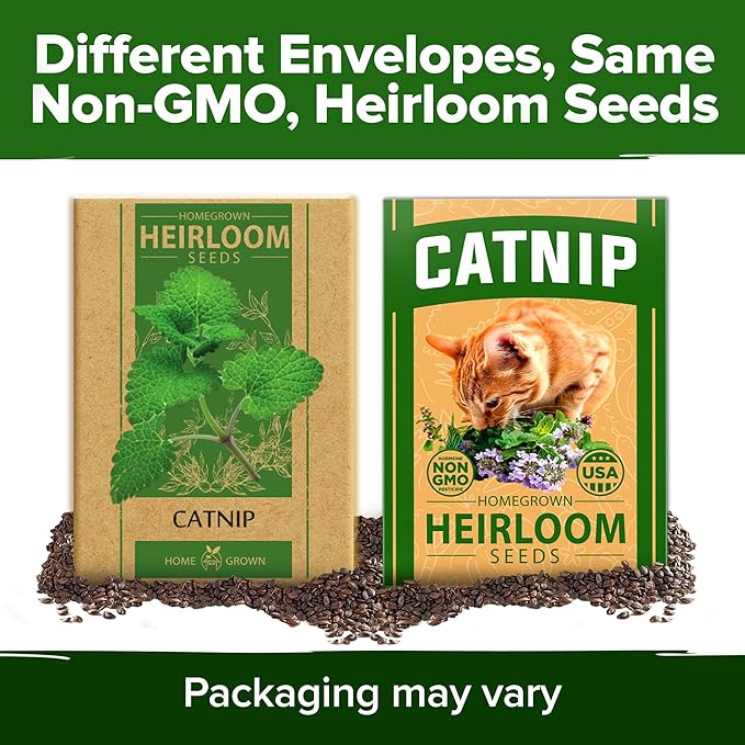 HOME GROWN Catnip Seeds Heirloom Herb 4232 Seeds - Image 8