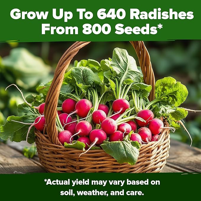 HOME GROWN Cherry Belle Radish Seeds 800+ Heirloom Non-GMO Seeds - Image 6