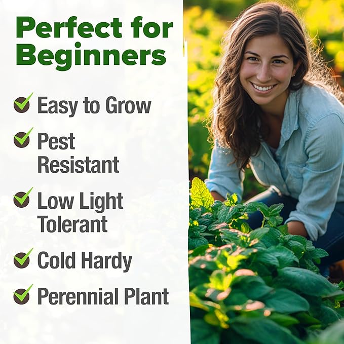 HOME GROWN Non GMO Peppermint Seeds Pack 2, 370 Heirloom Mint Seeds - Image 4