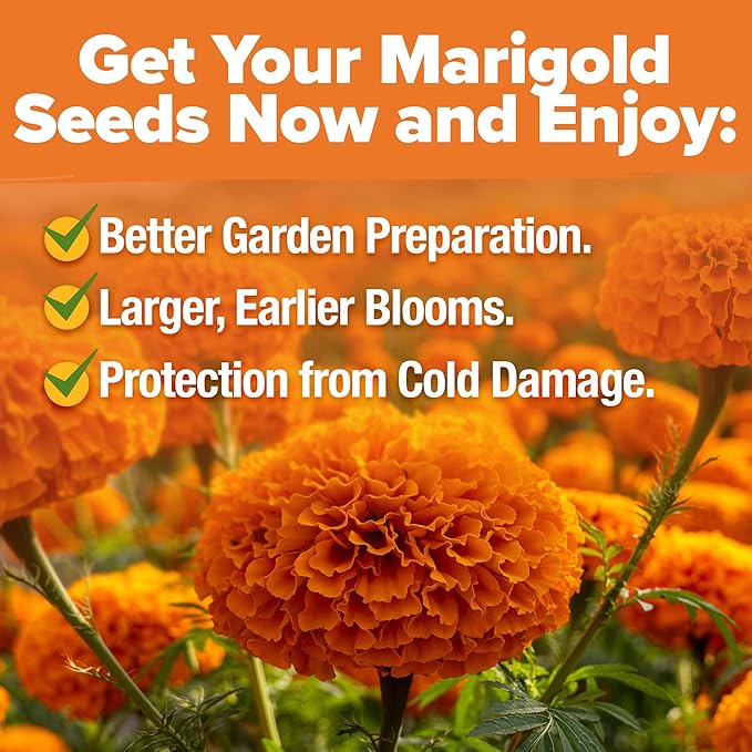 HOME GROWN Crackerjack Marigold Seeds | 4 oz / 35, 000 Flower Seeds Planting - Image 5