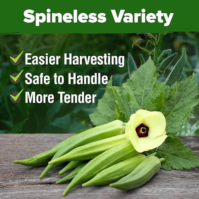 HOME GROWN Clemson Spineless Okra Seeds 202+ Heirloom Non-GMO Seeds - Image 6