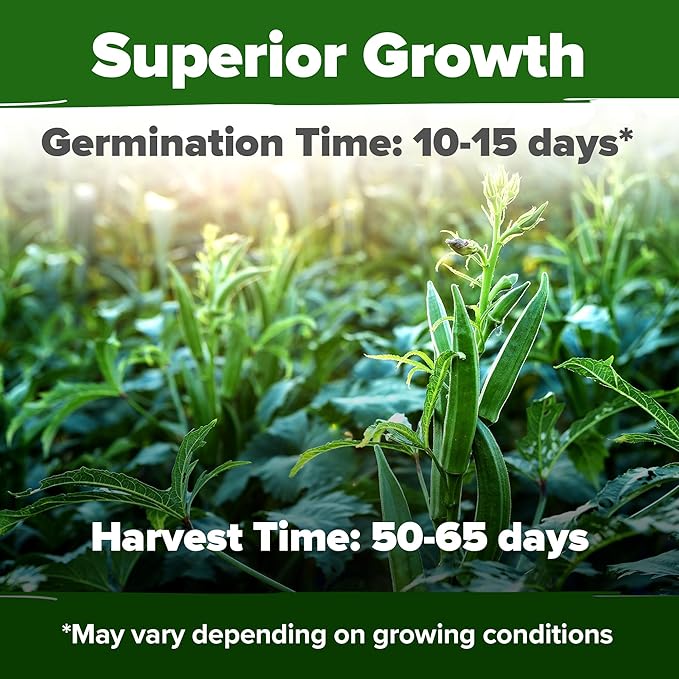 HOME GROWN Clemson Spineless Okra Seeds 101+ Heirloom Non-GMO Vegetable Seeds - Image 2