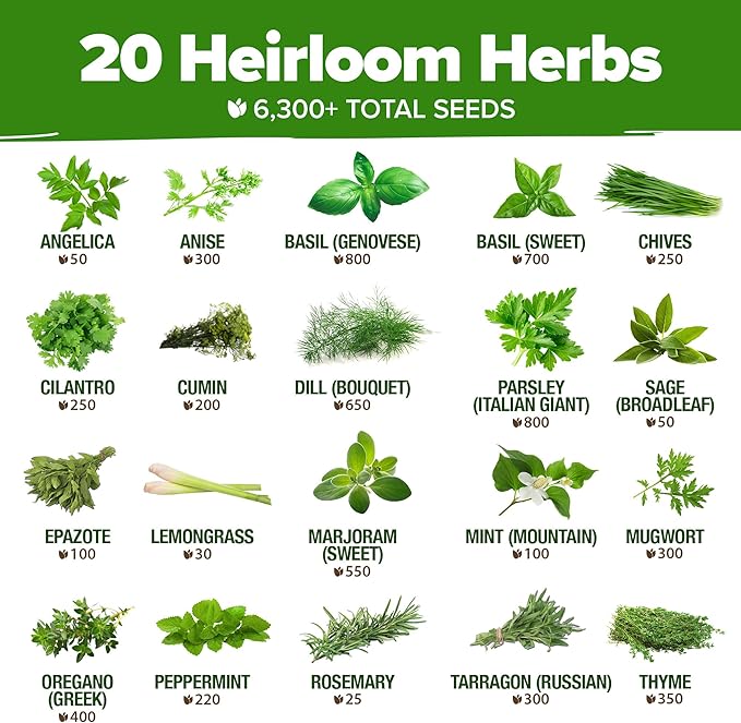 HOME GROWN Premium Herb Seeds Variety Pack - Image 3