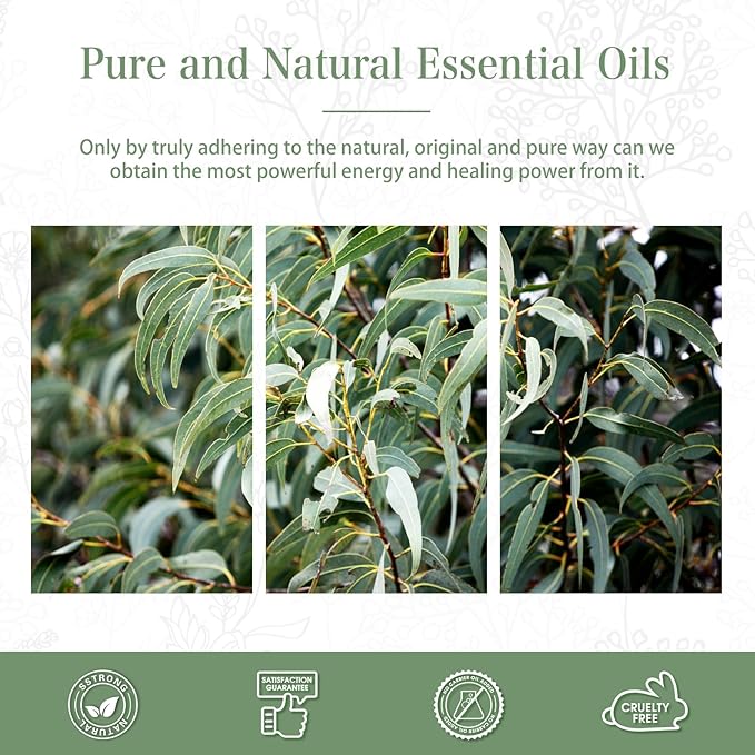 PHATOIL Pure Eucalyptus Essential Oil, 100% Pure Therapeutic Grade Premium Oil - Image 7