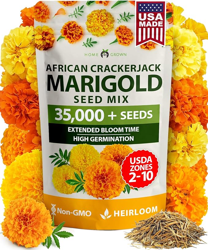HOME GROWN Crackerjack Marigold Seeds | 4 oz / 35, 000 Flower Seeds Planting by HOMEGROWN