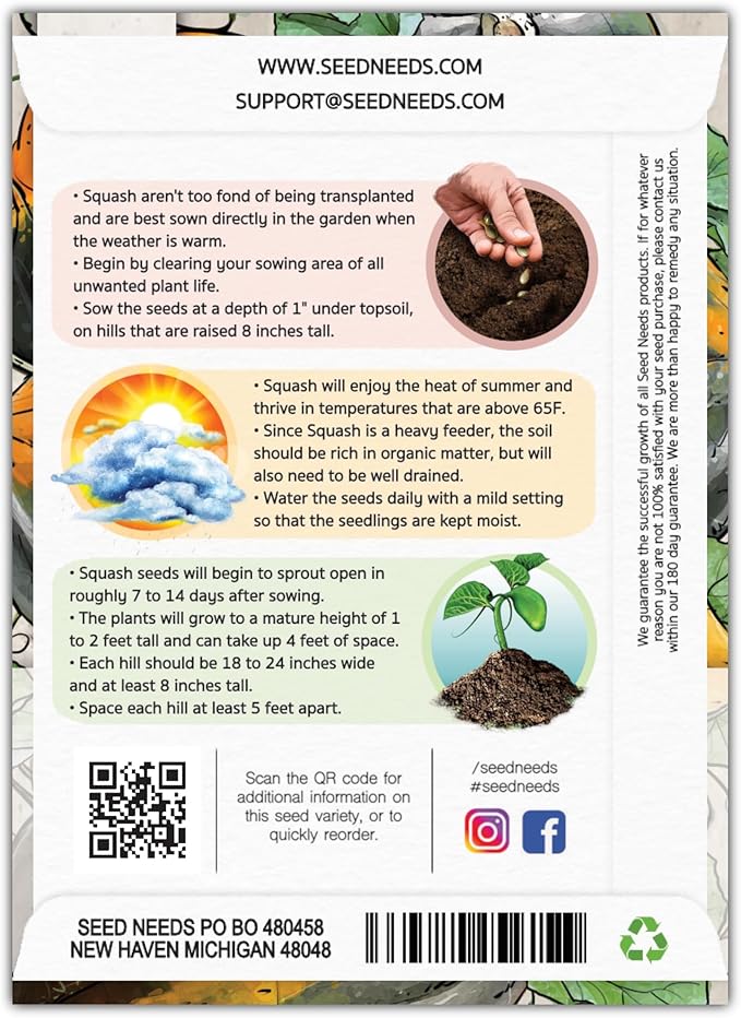 Seed Needs, Table King Acorn Winter Squash Seeds - Image 2