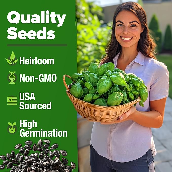 HOME GROWN Non GMO Genovese Basil Seeds Pack 1, 750+ High Germination Heirloom - Image 2