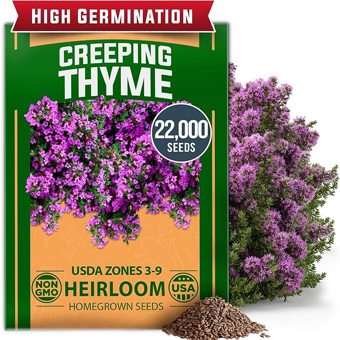 HOME GROWN Purple Creeping Thyme Seeds Non-GMO Ground Cover Flowers 22000+ by HOMEGROWN