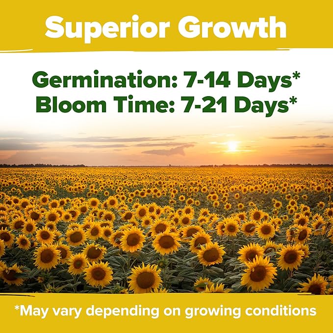 HOME GROWN Sunflower Seeds for Planting | 8 Varieties |1000+ Non-GMO Sun Flower - Image 4
