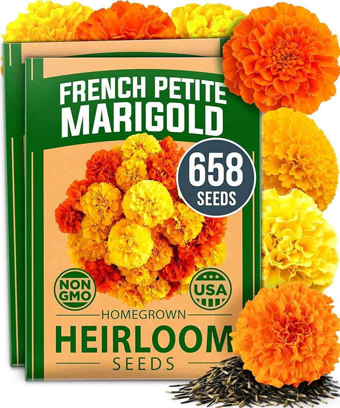 HOME GROWN Petite French Marigold Seeds 658 Flower Seeds by HOMEGROWN