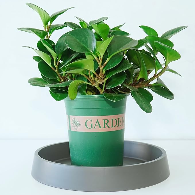 Plant Saucer Tray for Ceramic Plastic Pots, 18 inch Plant Saucers for Indoors - Image 3