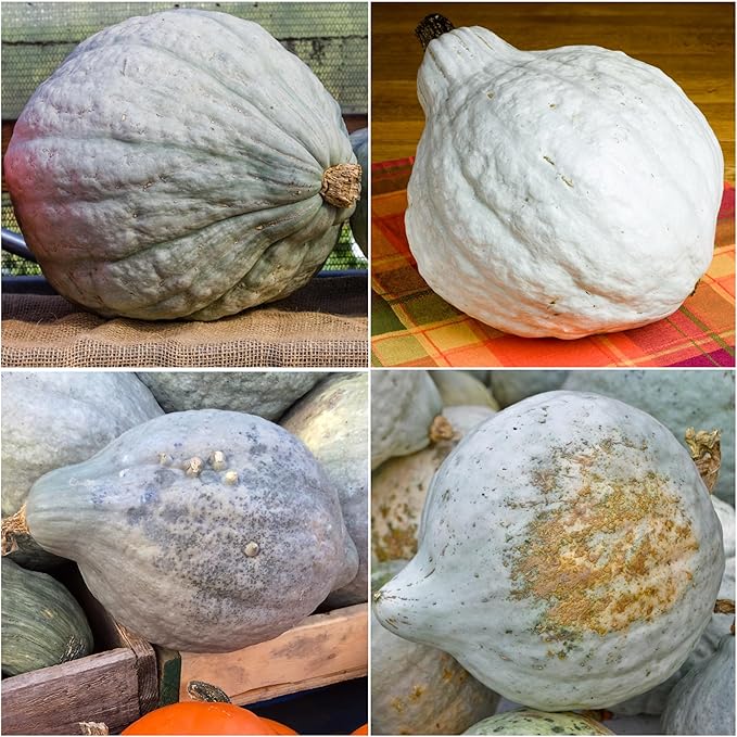 Seed Needs Blue Hubbard Winter Squash Seeds - Image 2