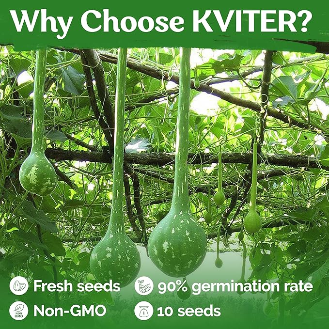 KVITER 10 Dipper Gourd Seeds – Long Handle Dipper Gourd, Heirloom Seeds Non GMO - Image 5