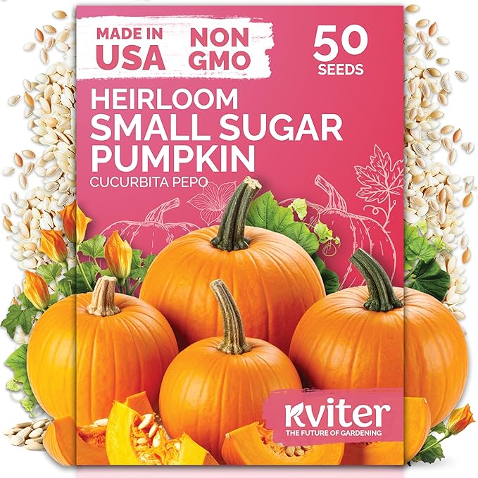 KVITER 50 Sugar Pumpkin Seeds Organic – Small Pumpkin Heirloom Seed, Sweet by KVITER