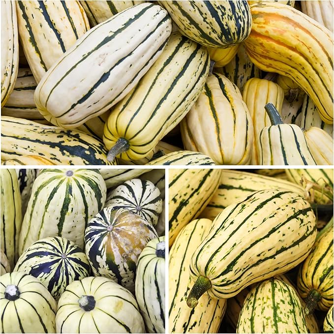 Seed Needs, Delicata Squash Seeds - Image 3