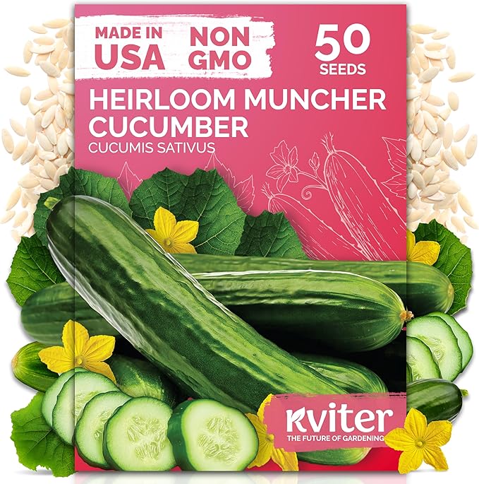 KVITER 50 Muncher Cucumber Seeds – Burpless & Seedless Cucumber Organic by KVITER